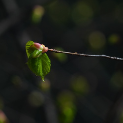 Blatt für Blatt